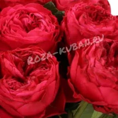 Роза Фрозен Саммерхаус