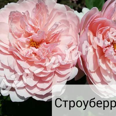 Роза Строуберри хилл