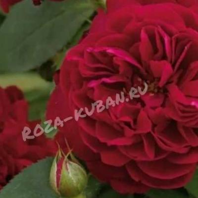 Роза Дарси Басселл